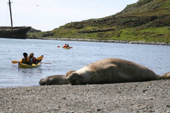 Um elefante-marinho não nos dá a mínima enquanto remamos em Ocean Harbour, na Geórgia do Sul